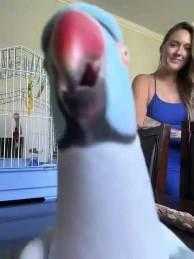 Birb recognizes himself in front camera