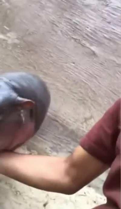 MoNstOus PRedaTor mAUlS defEnCElesS hUmAN (GraPHiC) 