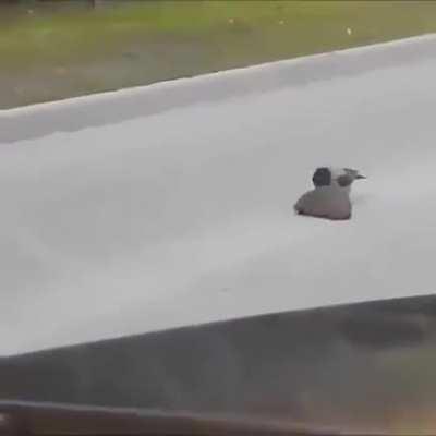 A crow pushes a hedgehog across the road so it doesn't die.