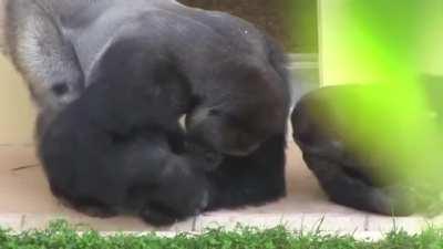 Silverback and his son, calmly observe a caterpillar. -