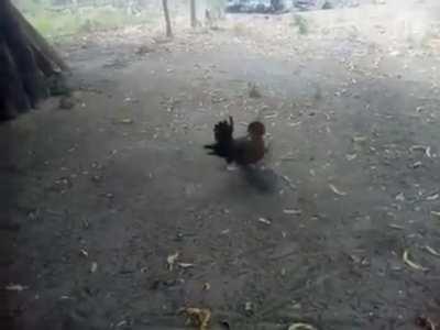 Rooster protecting his flock by killing a hawke that was trying to get away with a hen