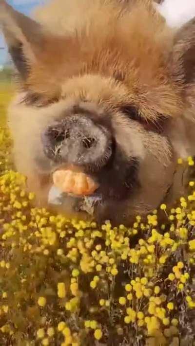 Sweet Bunny! Such a fluffy pig!