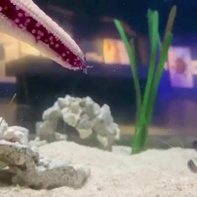 A close look at how starfish walk