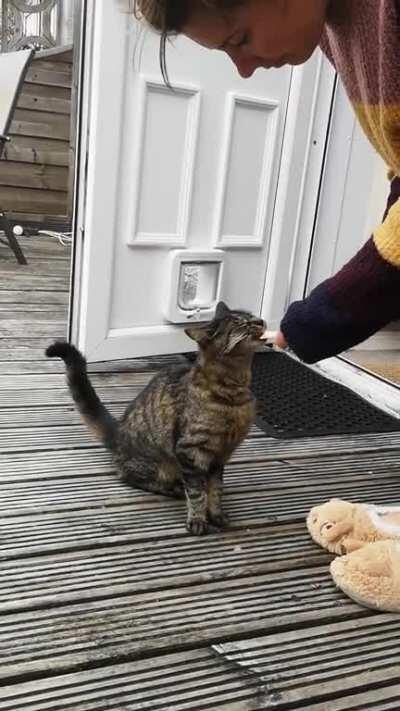 Friend's cat enjoys a 'licky lick'