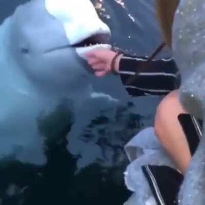 Beluga whale saves a dropped iPhone