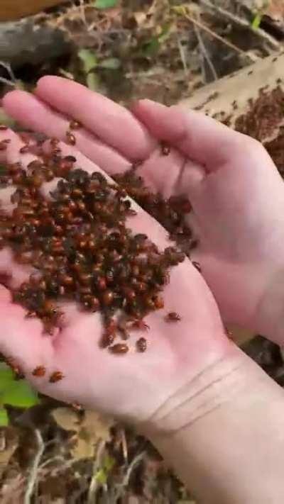 My wife found a super cluster of ladybugs while hiking in Idaho last week…