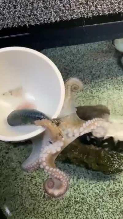 Octopus showing its skills