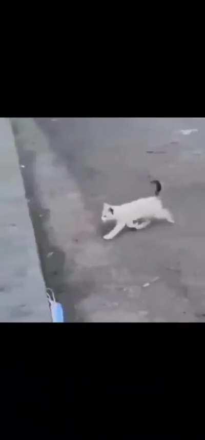 Sidewalk 1 - 0 Kitten 