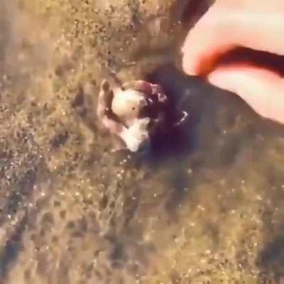 Male crab protecting the female crab when a human tries to approach her.