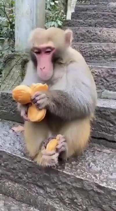 Cute little greedy monkey!