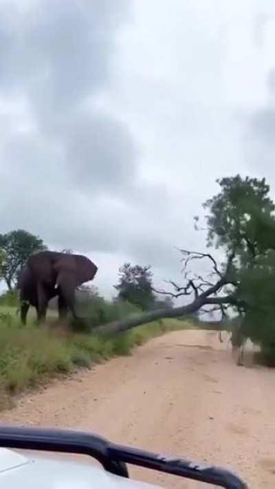 🔥 Elephant pushed down a trees to scratch it's uncontrollable body itching