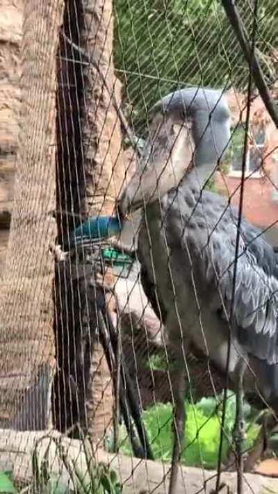 Got to see this absolute gem at the Dallas Aquarium yesterday! Apologies for loud video, it was very busy.