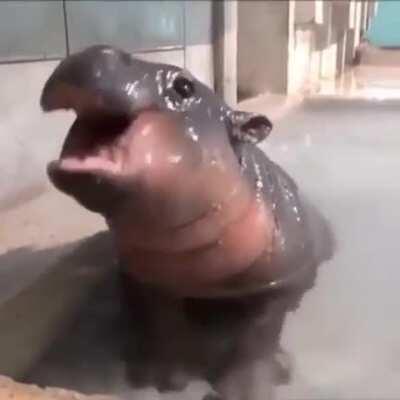 An adorable baby hippo