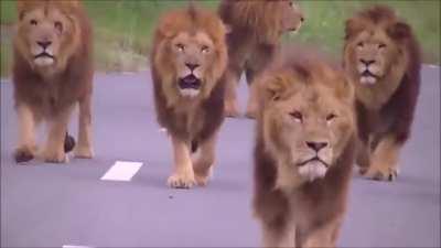 more than 20 lions walking toward cars