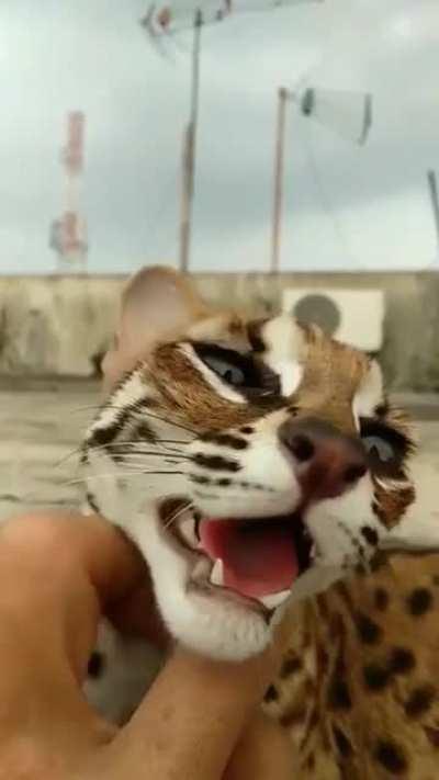 Little Margay loves getting scratched!