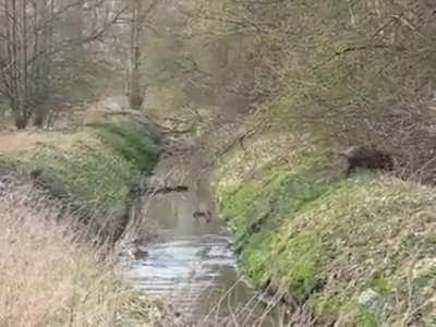 🔥 A herd of Wild Boars (and their piglets) crossing a stream.