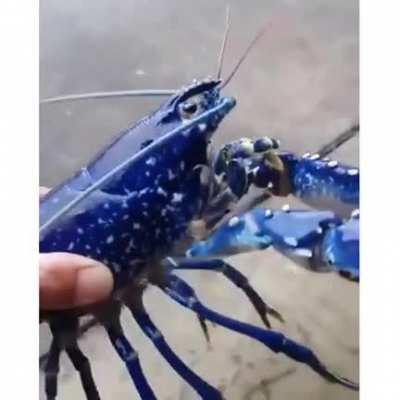 One in a 200 million blue lobster!