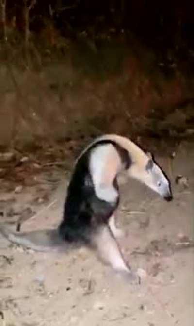 I surrender! Frightened anteater raises its 'hands' after trying to flee firefighters as they rescue it from a forest blaze.