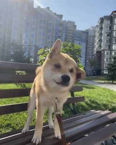 Flying shiba🚁