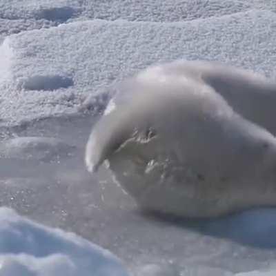 Harp Seal pups are born with a white coat of embryonic fur or lanugo, which gives them the name &quot;whitecoats&quot;. Later on they will grow adult fur that has a pattern reminiscent of the harp instrument.