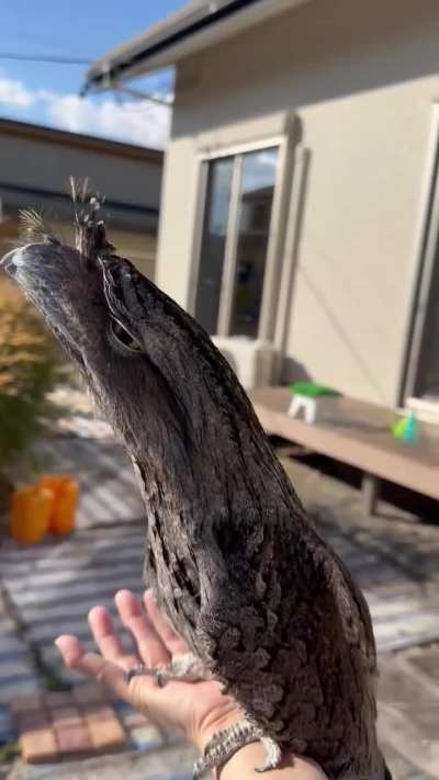 🔥 Tawny frogmouth (Podargus strigoides) makes use of cryptic plumage and mimicry to camouflage itself among tree branches.