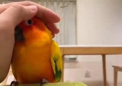 Parrot realizing that this person's hand is friendly