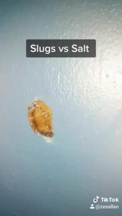 Salt vs Slugs