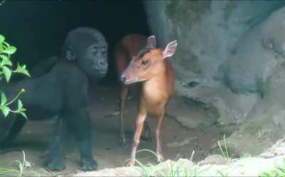 Baby Gorilla interacts with baby Deer.