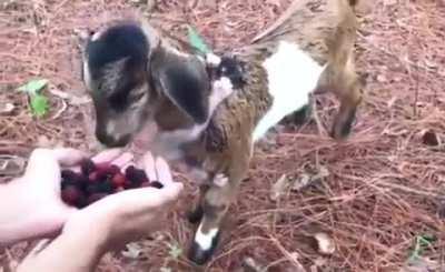 Goat and his little monkey friend