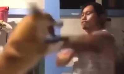 Doggo Versus Man