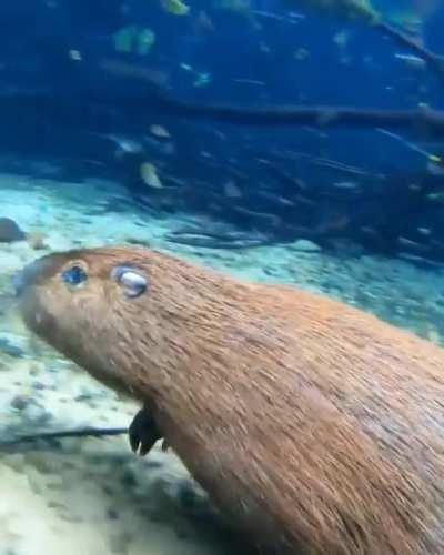 Really cool footage of a capybara running underwater. Filmed by @fernando_maydana on Instagram.