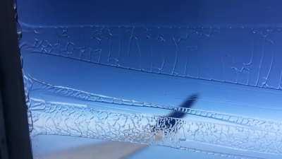 The liquid on my plane window reminds me of plant cells and insect antenna