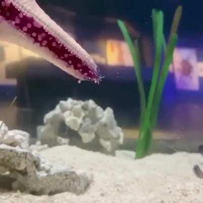 Starfish walking on glass