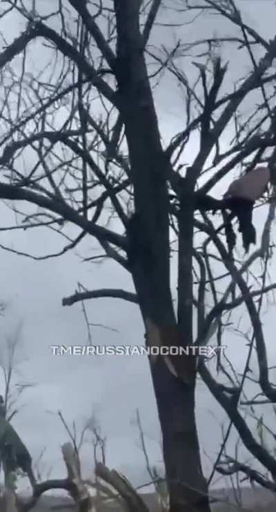 A russian foot in a tree. 