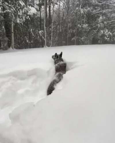 Who needs a snow plow when you have a dog?