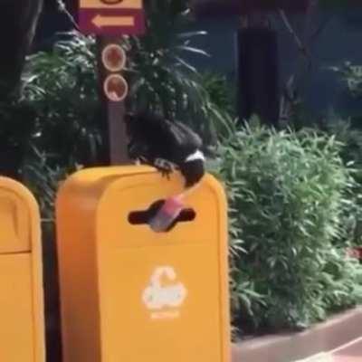 A crow doing his part to save the planet!