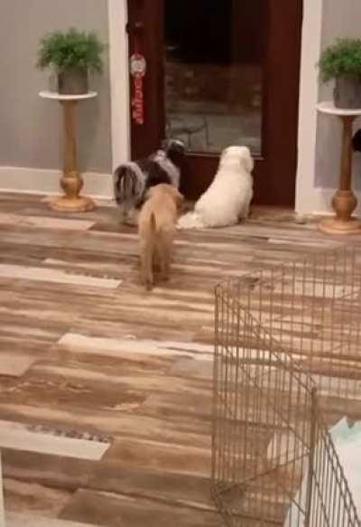 I've never seen a puppy pranking his nosey siblings