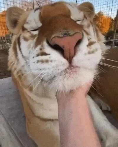 The Golden Tiger ! (Only 30 ones exist in the wild due to their extremely low fertility rate)