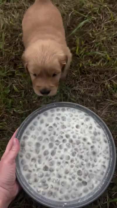 Ungrateful wunk dirties his food and walks away