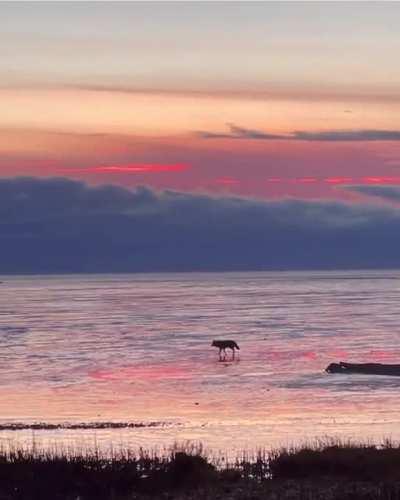 I saw a coyote walking across Iona beach at sunset yesterday