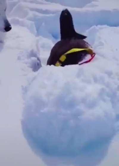 Dogs enjoying the snow in their own way