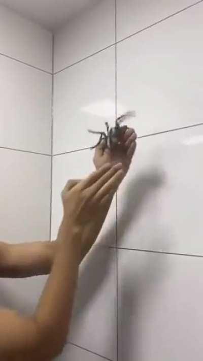 what spider was in this mildly infuriating video? (location: Japan?)