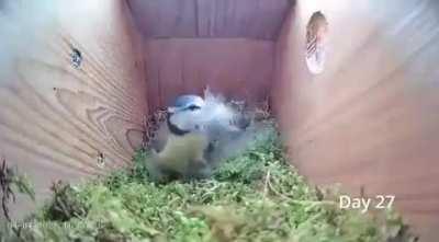 Eurasian Blue tit building her nest in a birdbox and lay an egg