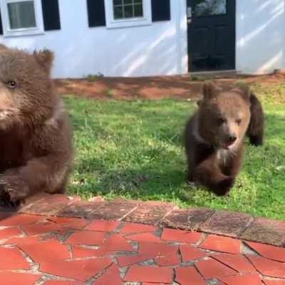 Cute cubs