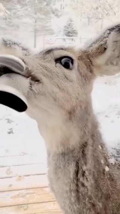 🔥 Gorgeous deer wanted to invite herself in