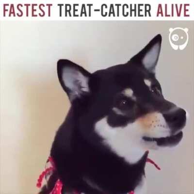 The fastest treat catcher alive