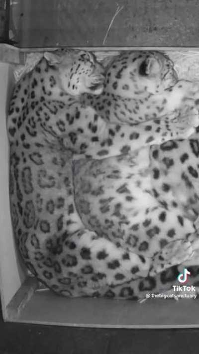 Snuggling Snow Leopards