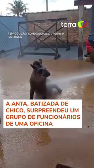 Lava-jato Animal