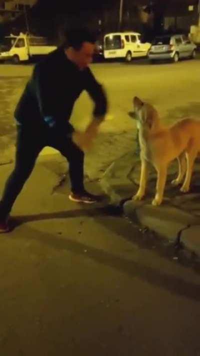 Homie having fun with stray doggo