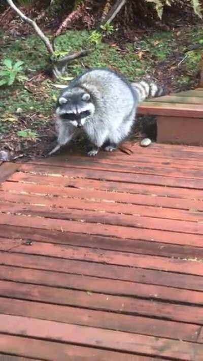 Saw my cat intensely staring at something. Just a raccoon cleaning it’s butt on the deck...